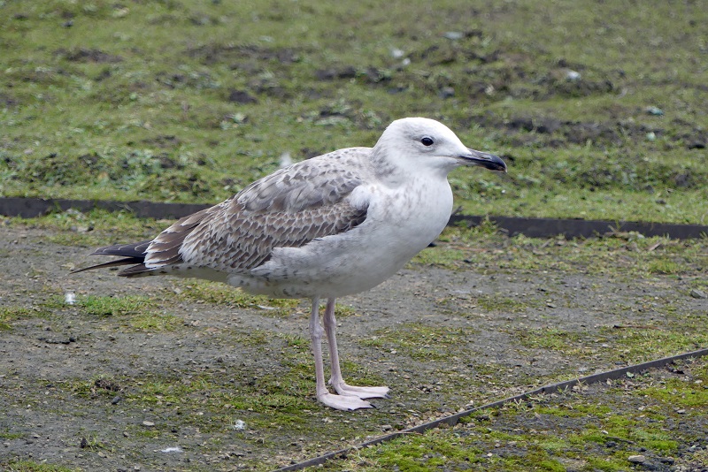 Caspian Gull