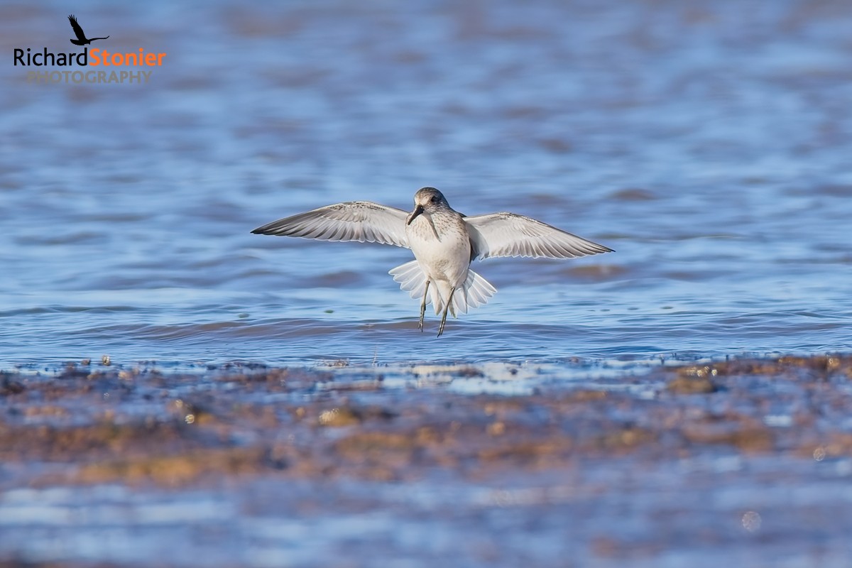 Dunlin
