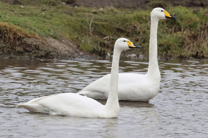 Whooper Swan