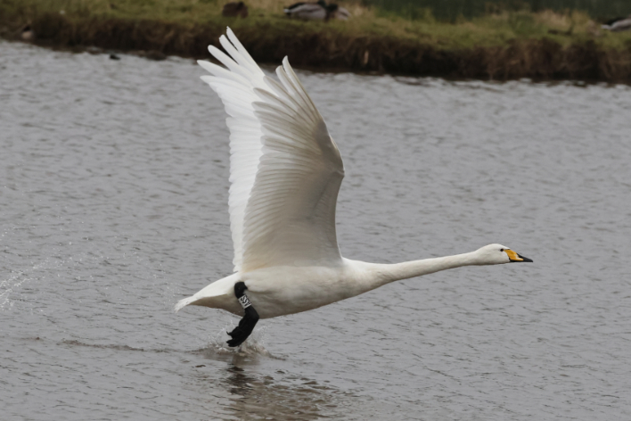 Whooper Swan