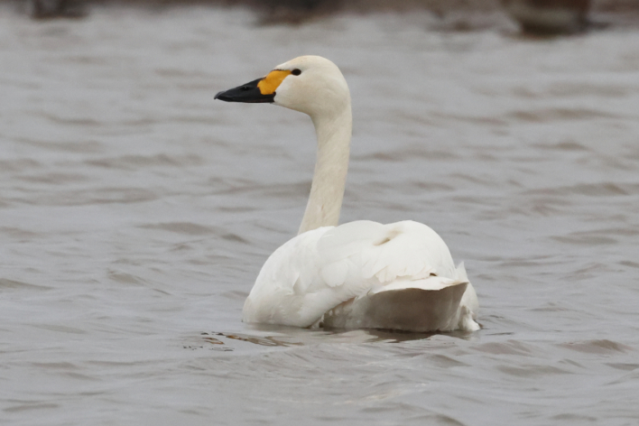 Bewick's Swan