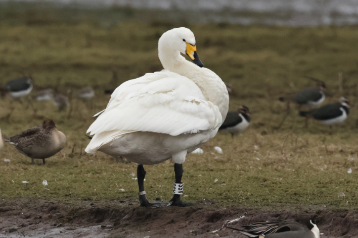 Whooper Swan
