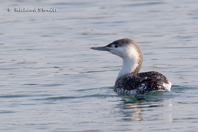 Red-throated Diver