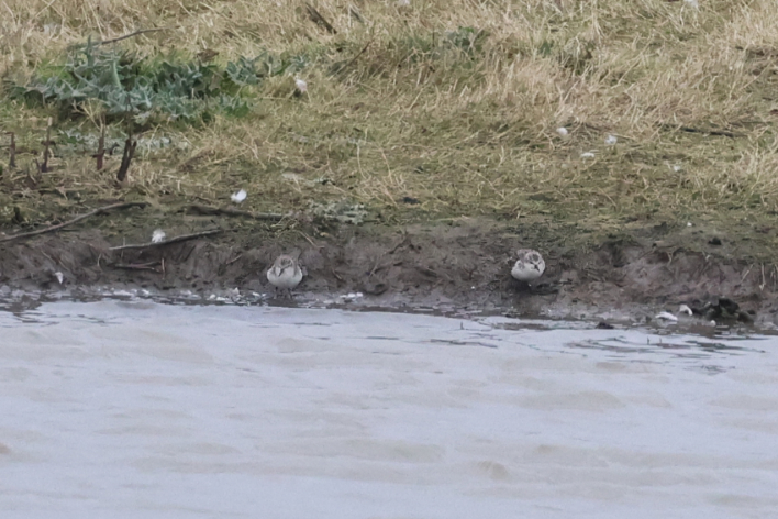 Little Stint