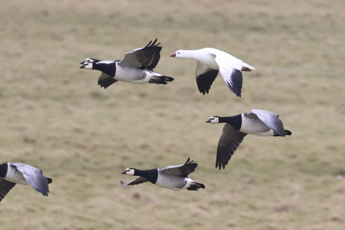 Ross's Goose