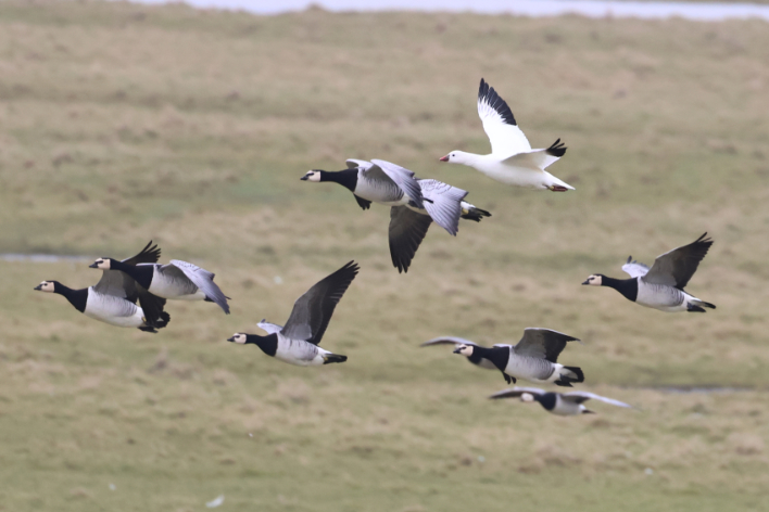 Ross's Goose