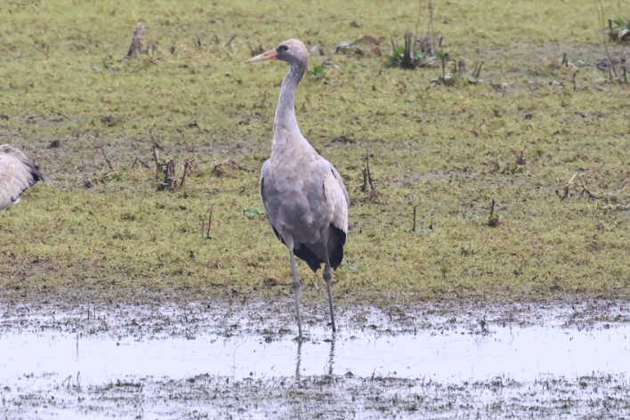 Common Crane
