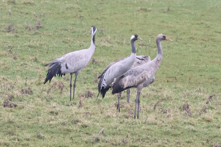 Common Crane