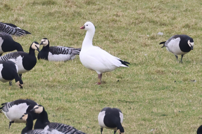 Ross's Goose