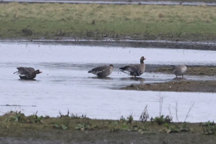 Russian White-fronted Goose