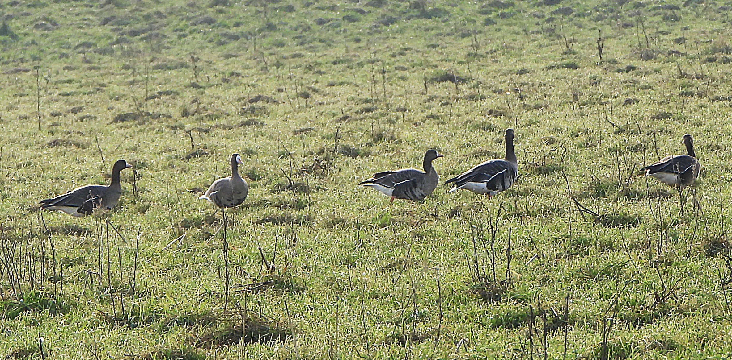 Russian White-fronted Goose