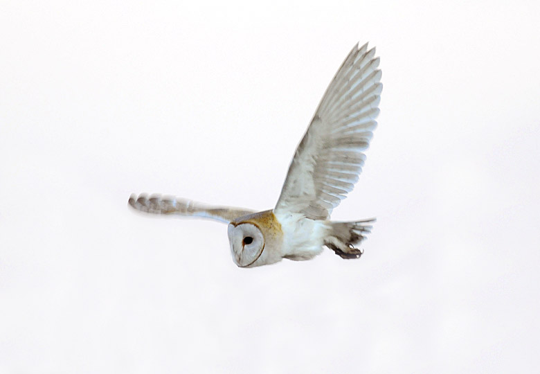 Barn Owl