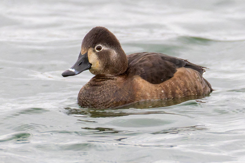 Ring-necked Duck