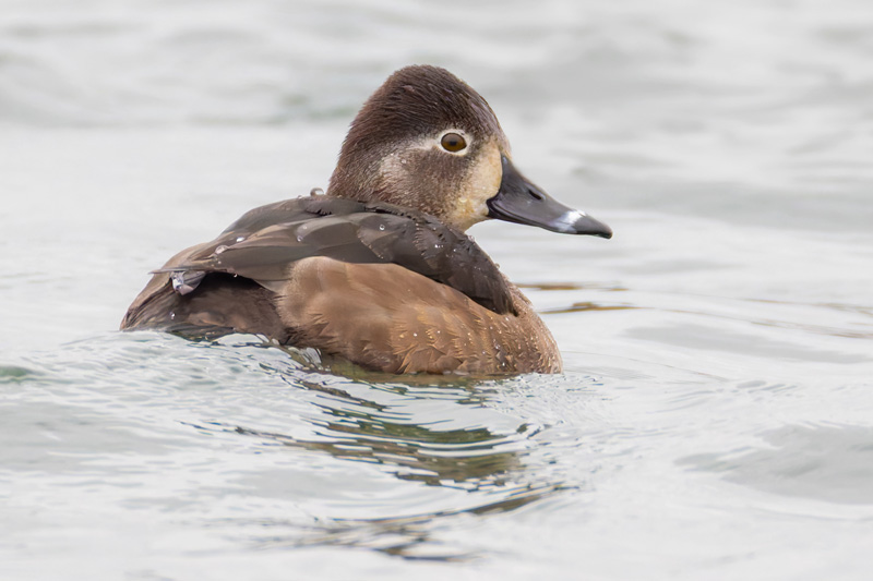 Ring-necked Duck