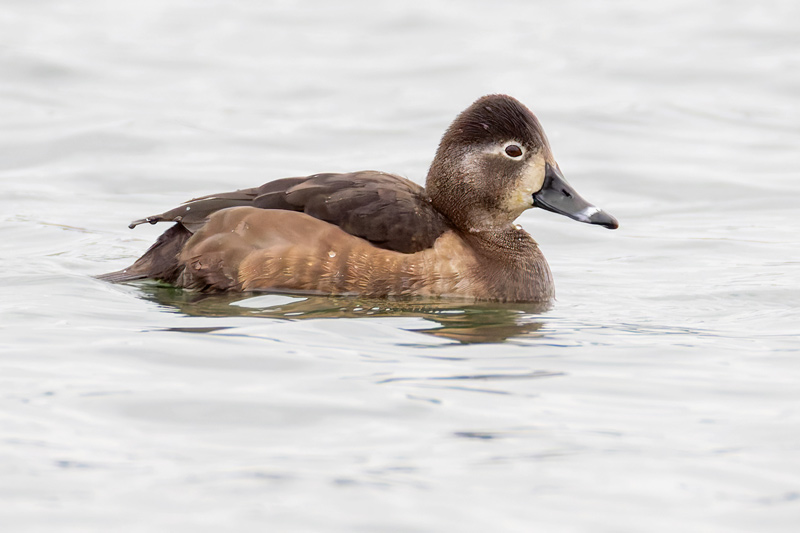 Ring-necked Duck