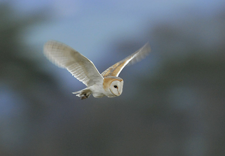 Barn Owl
