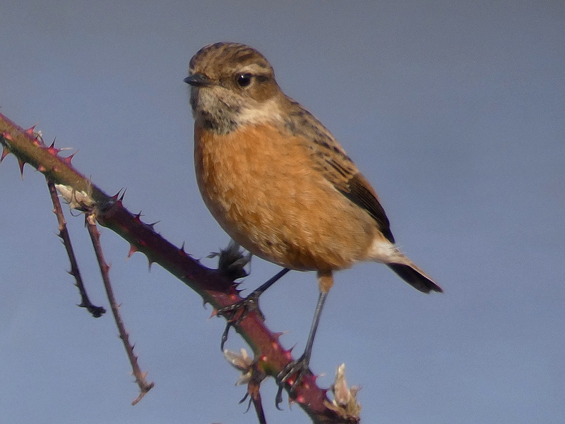 Stonechat