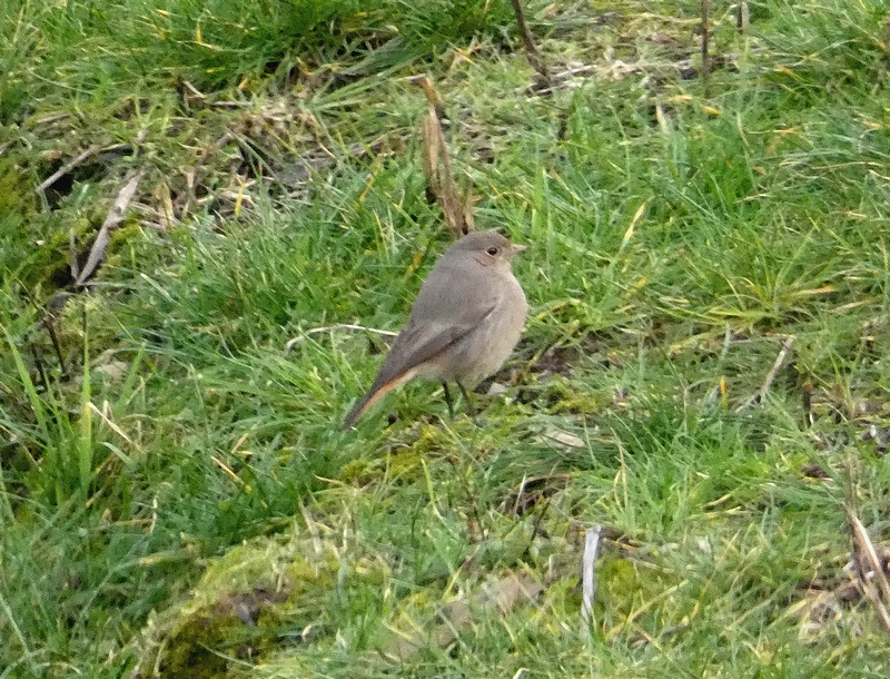 Black Redstart
