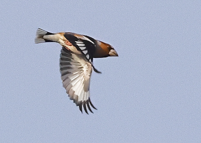 Hawfinch