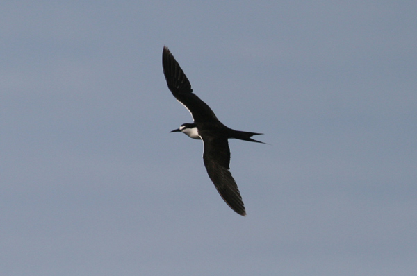 Sooty Tern