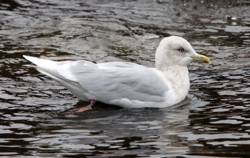 Iceland Gull