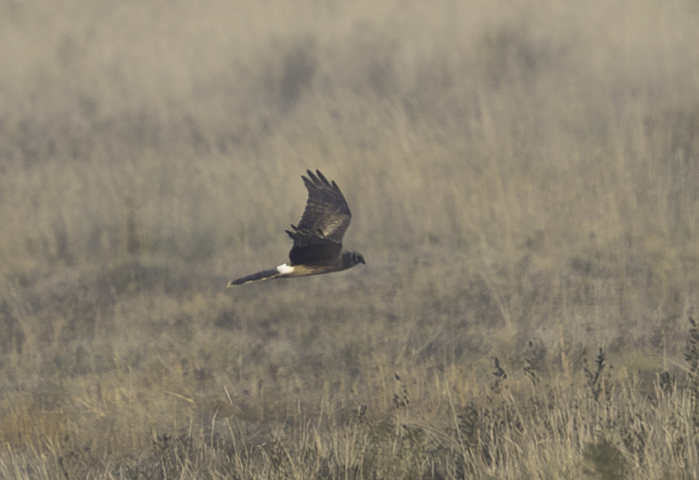 Pallid Harrier