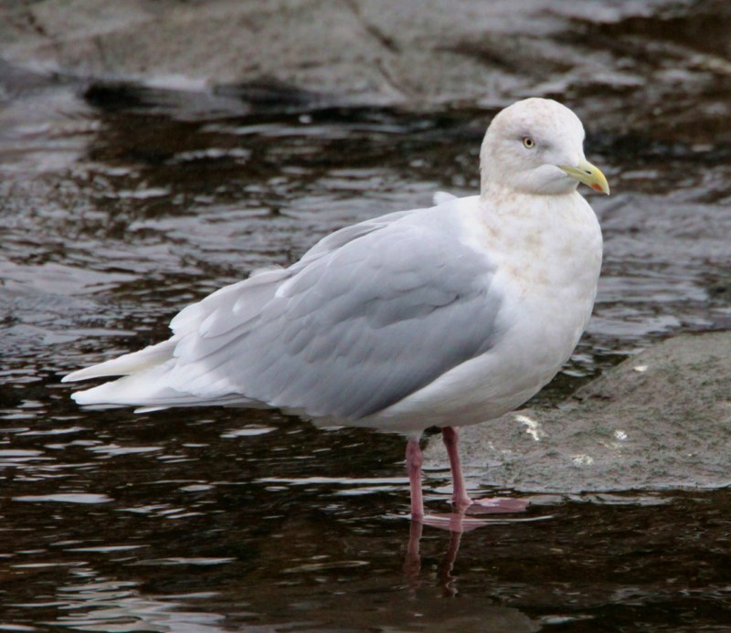 Iceland Gull