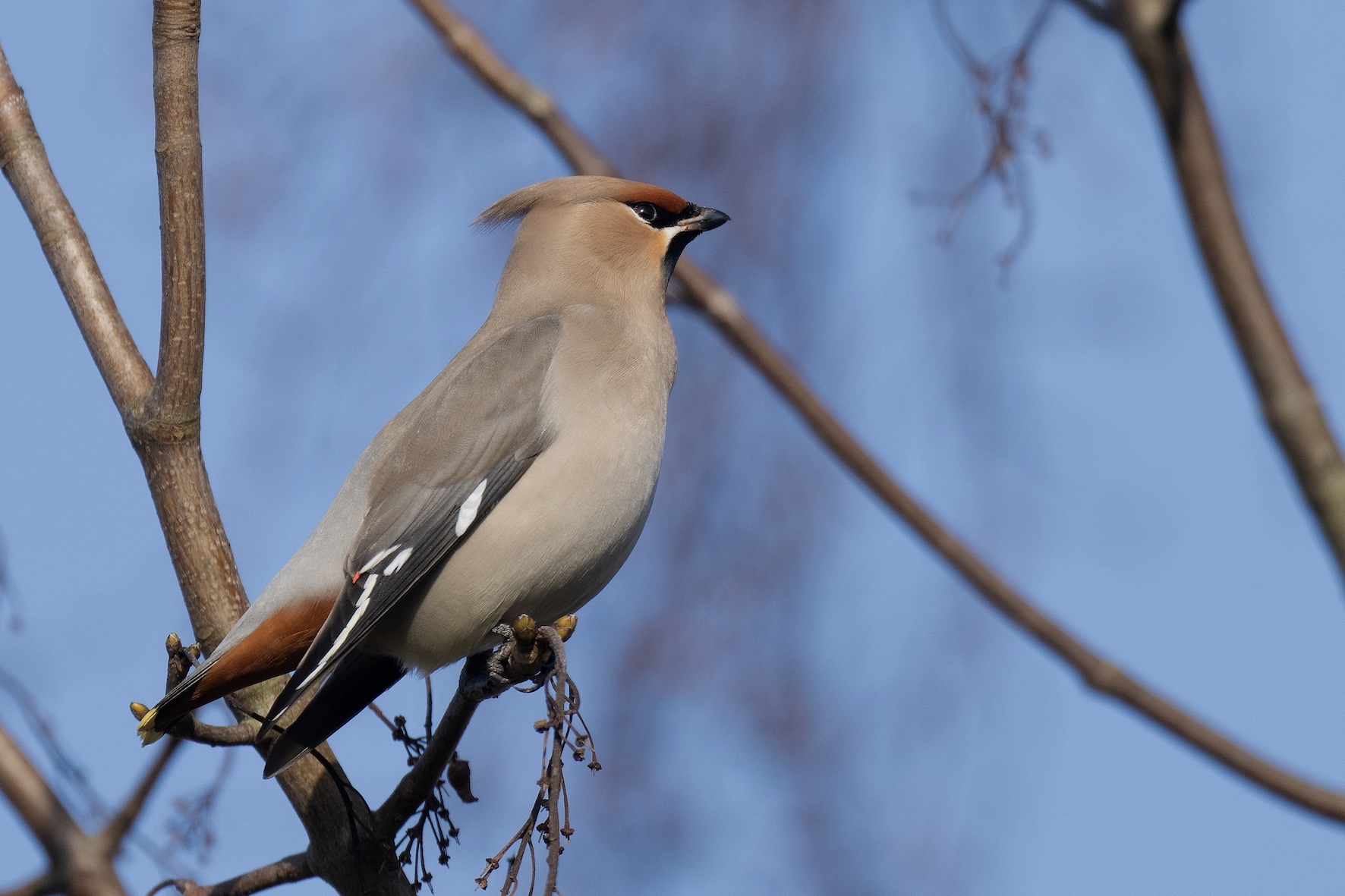 Waxwing