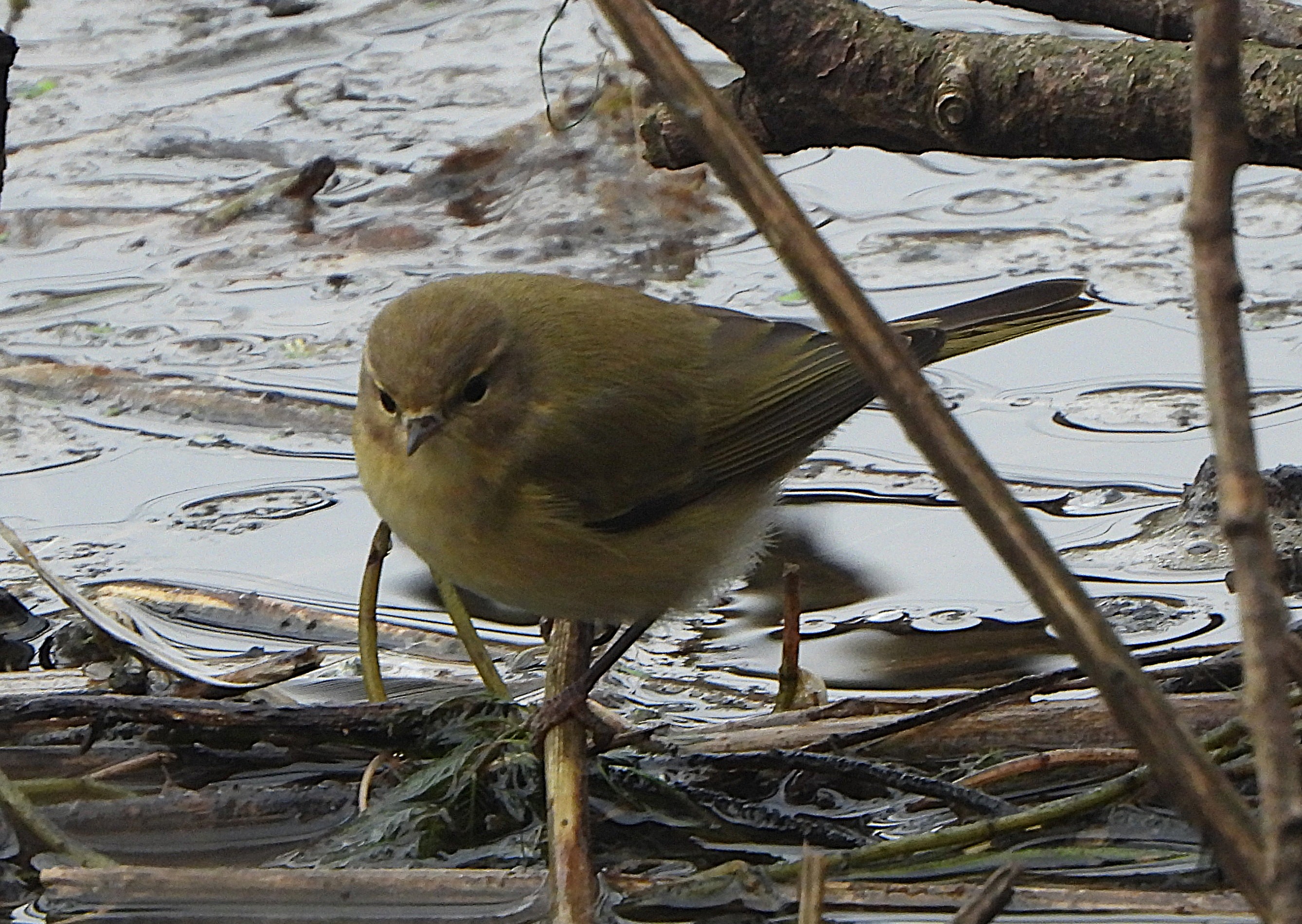 Chiffchaff