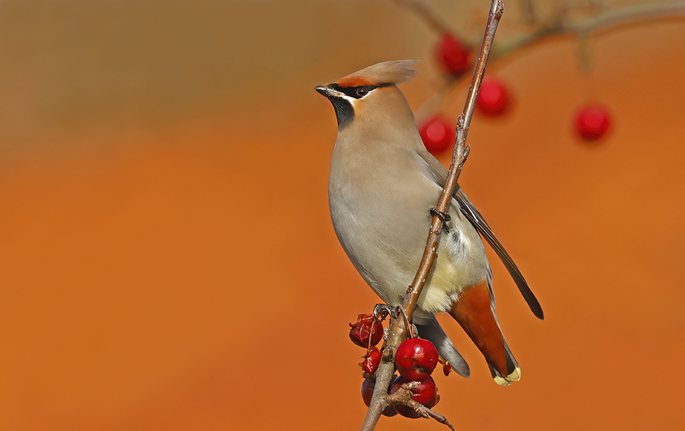 Waxwing