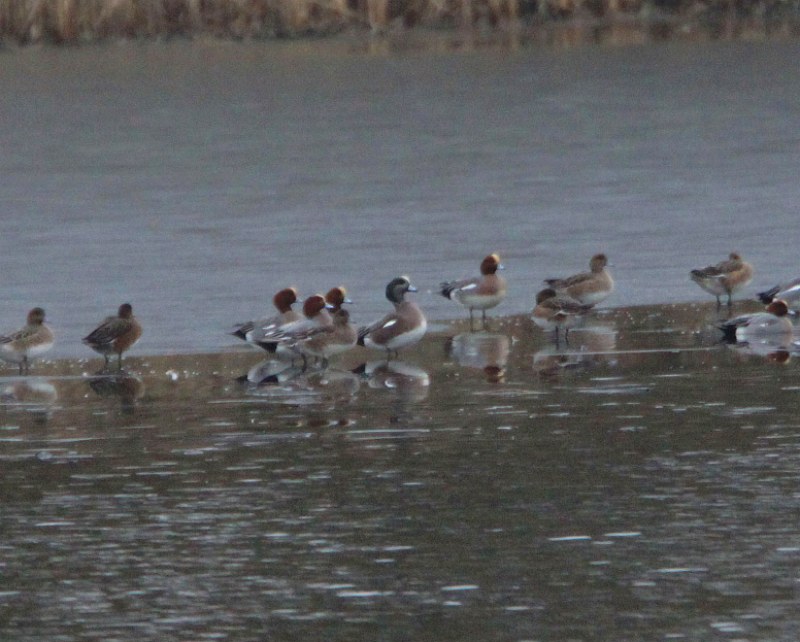 American Wigeon