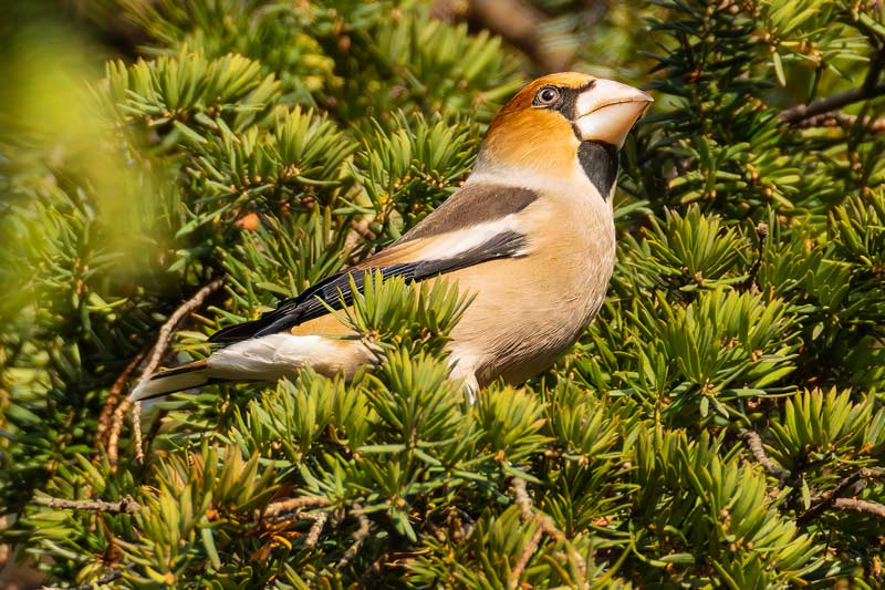 Hawfinch