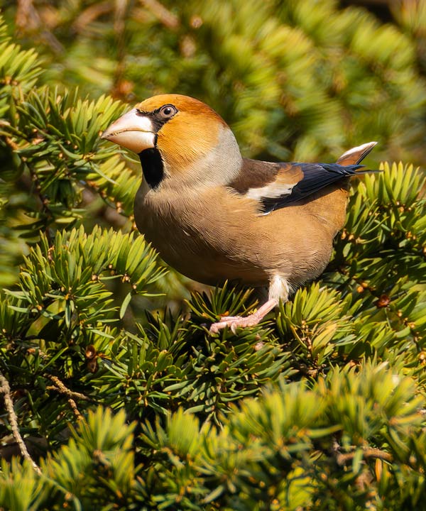 Hawfinch