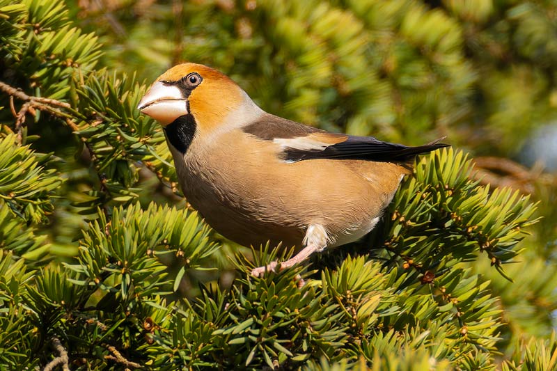 Hawfinch