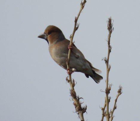 Hawfinch