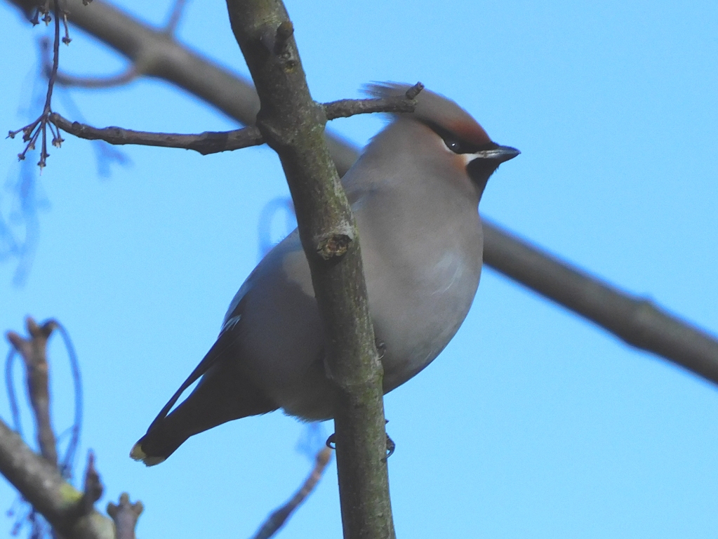 Waxwing