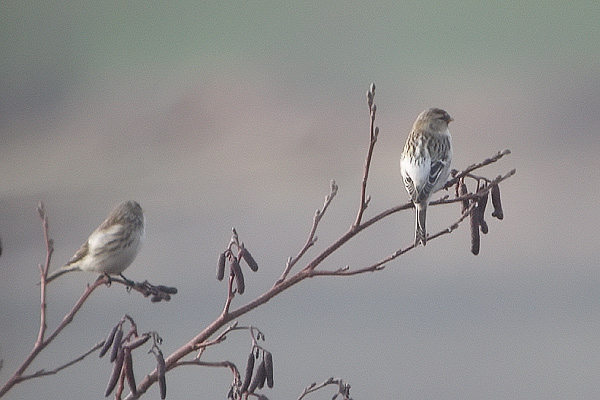 Coues's Arctic Redpoll
