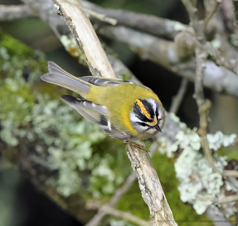 Firecrest
