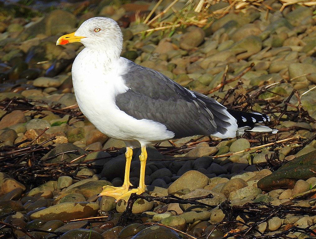 Lesser Black-backed Gull