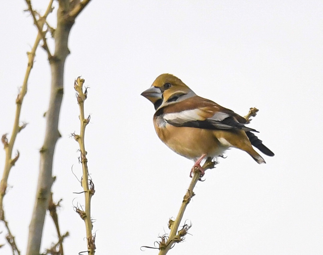 Hawfinch