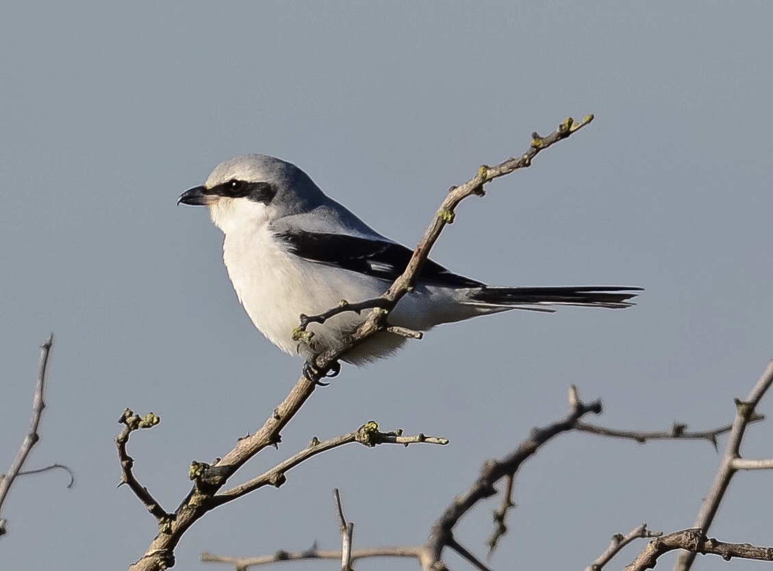 Great Grey Shrike