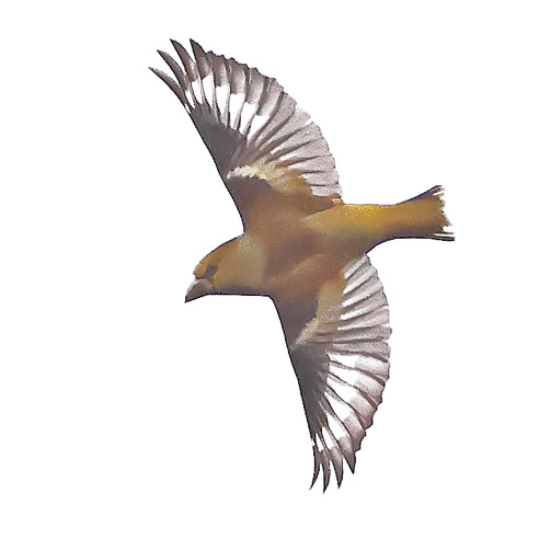 Hawfinch