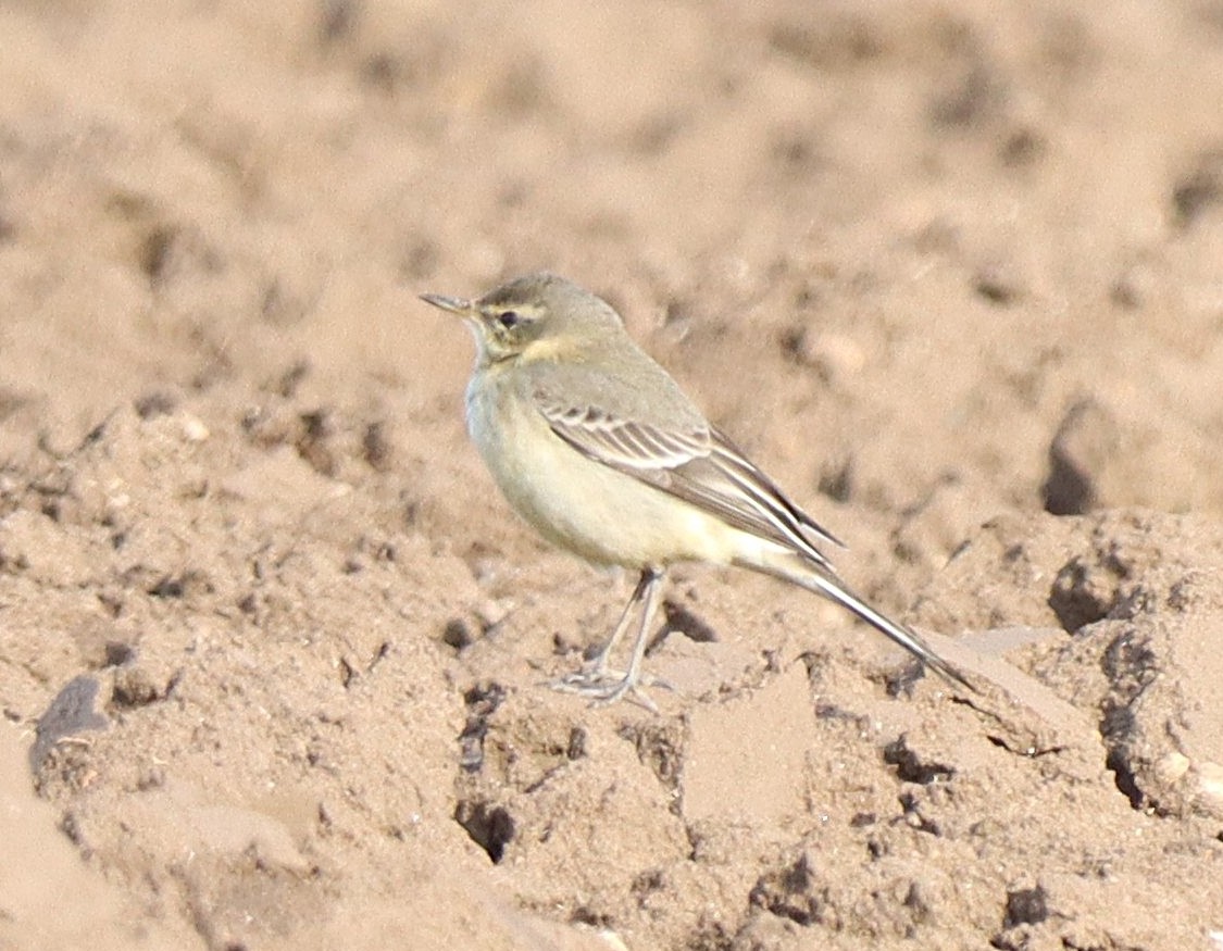 Eastern Yellow Wagtail