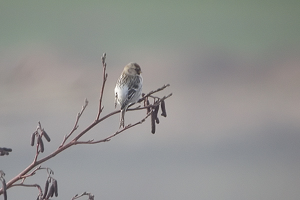 Coues's Arctic Redpoll