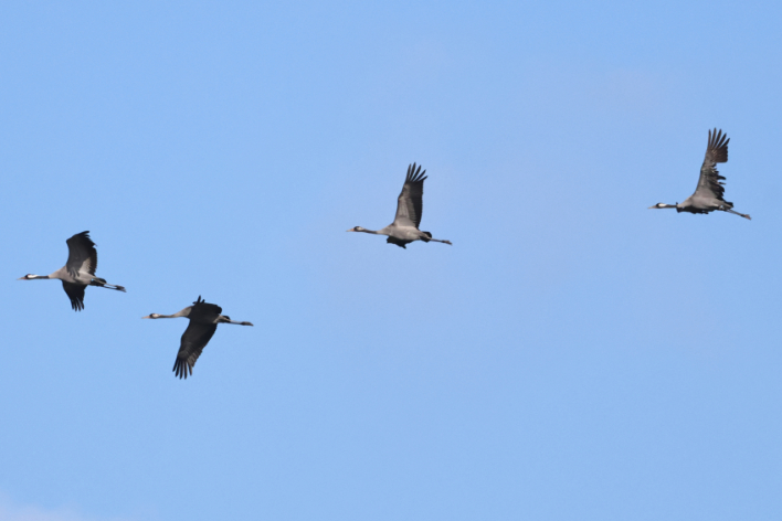 Common Crane
