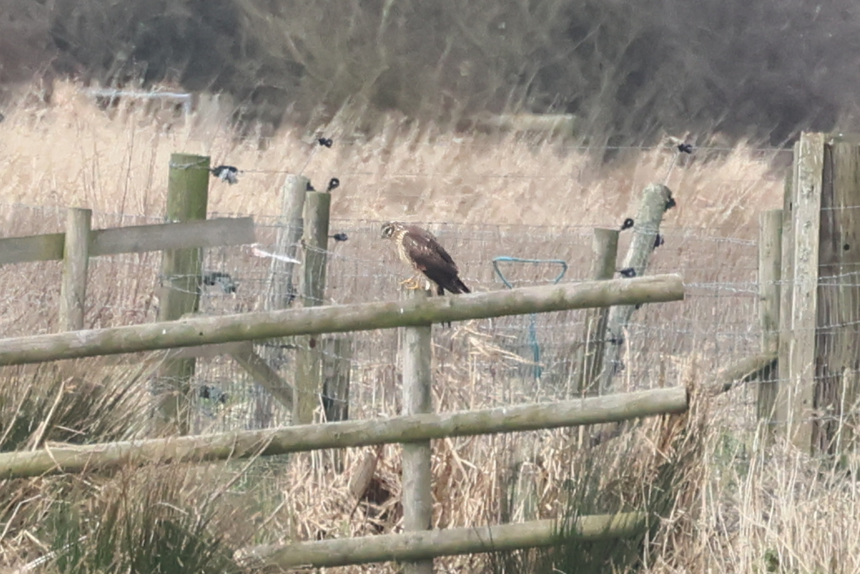 Hen Harrier