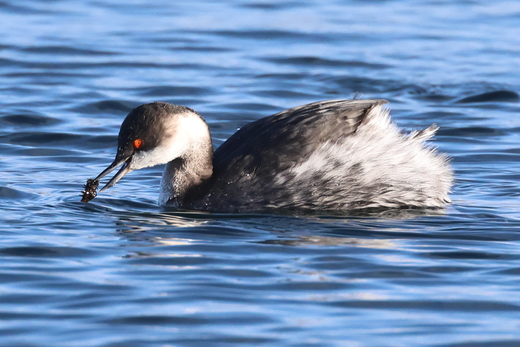 Black-necked Grebe