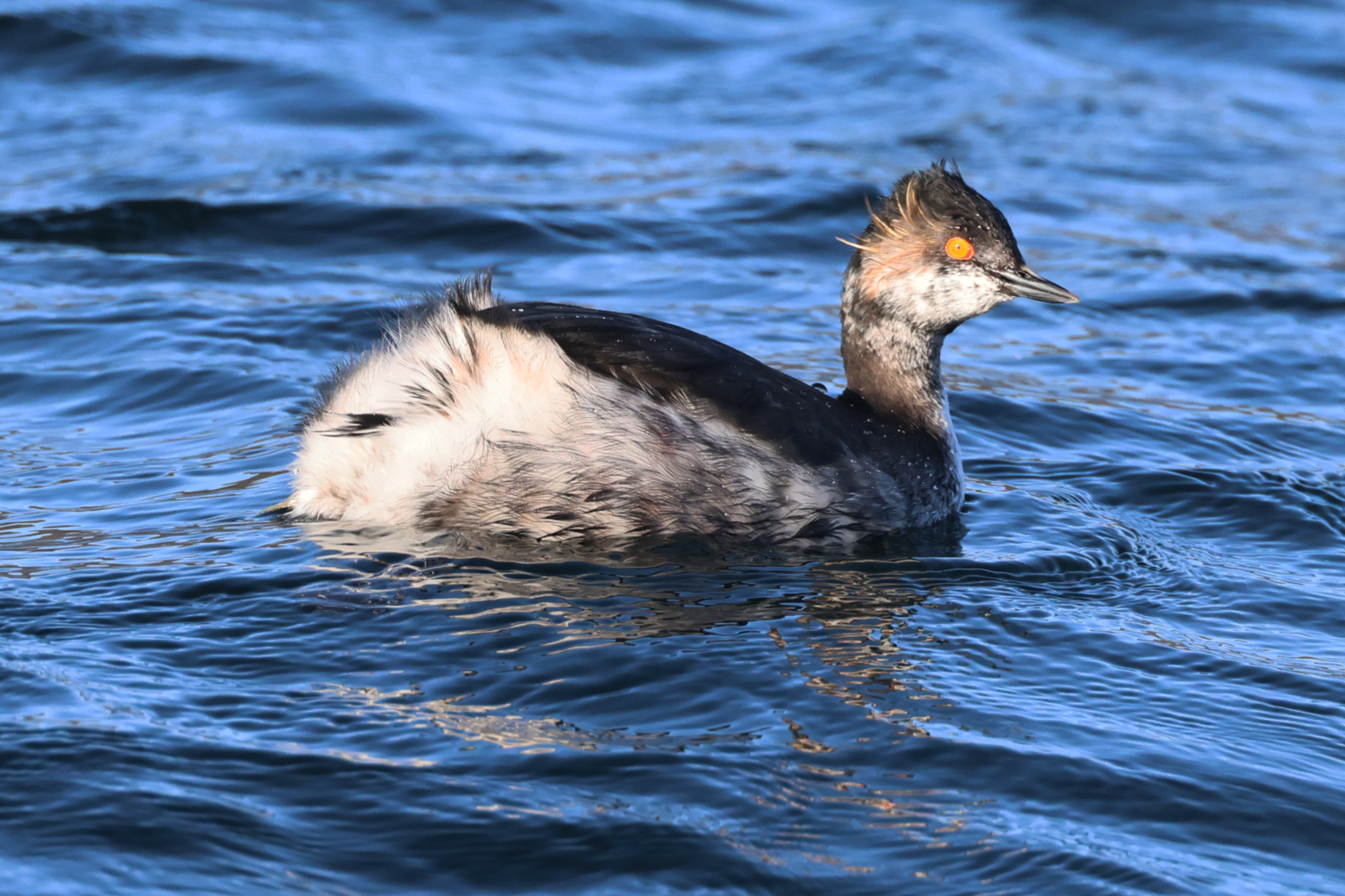 Black-necked Grebe