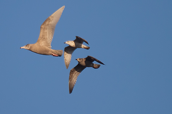 Glaucous Gull