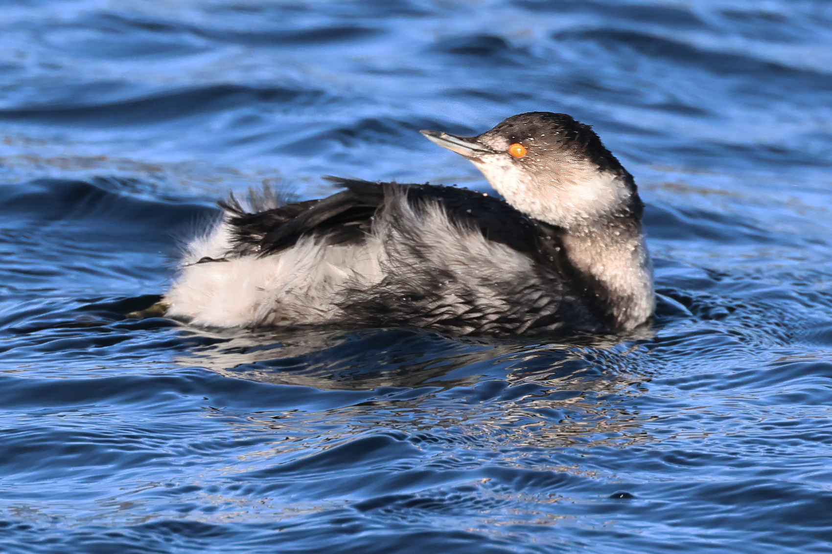 Black-necked Grebe
